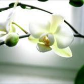 もうすぐ満開？