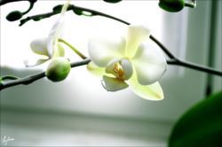 phalaenopsis_R.jpg