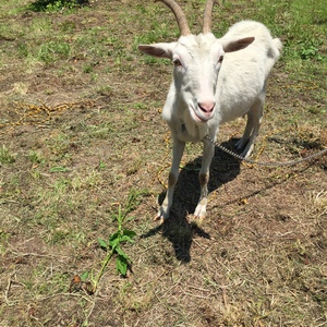 さくらんぼ狩り